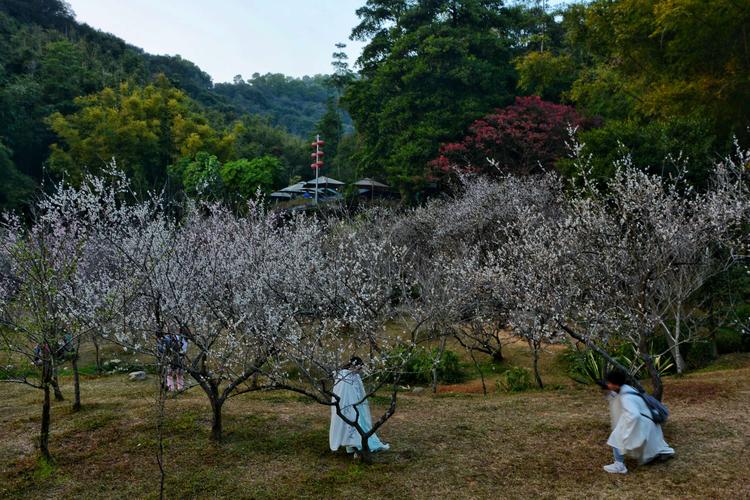 广州梅花谷-广州梅花谷在哪里