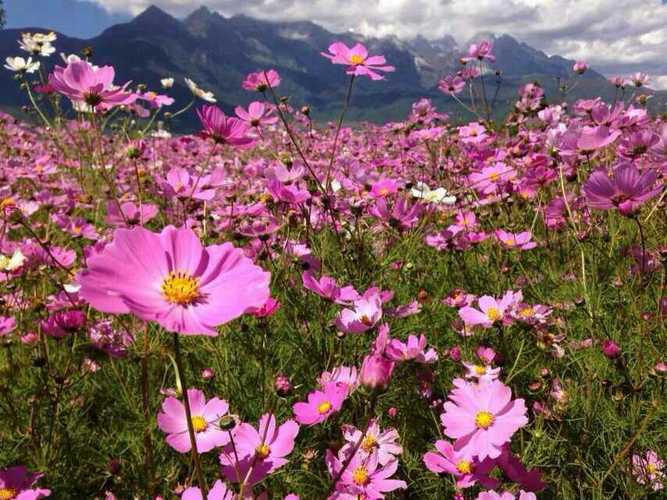 桑格-桑格花还是格桑花