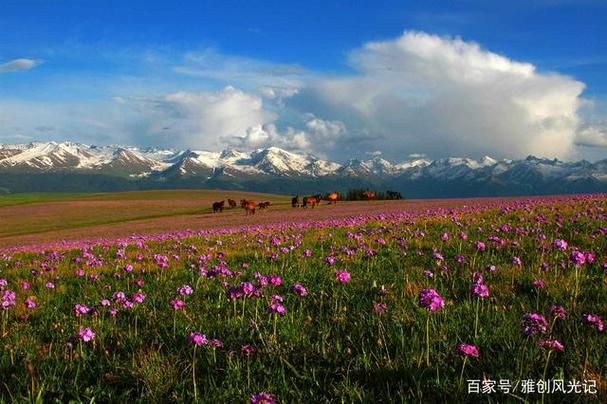 新疆旅游景点介绍-新疆旅游景点介绍大全春天去新疆