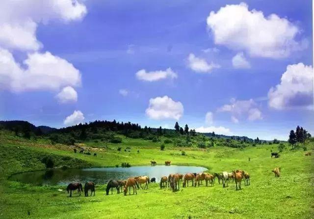 仙女山旅游-仙女山旅游攻略