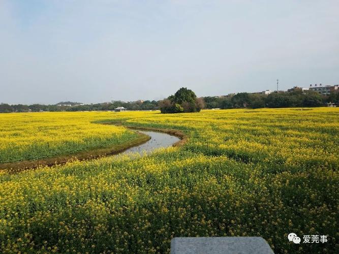 桥头油菜花-桥头油菜花2023