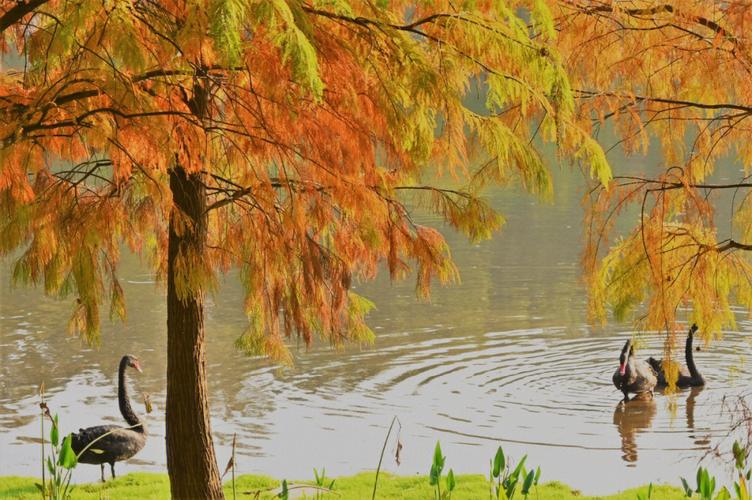 广州麓湖公园-广州麓湖公园景点