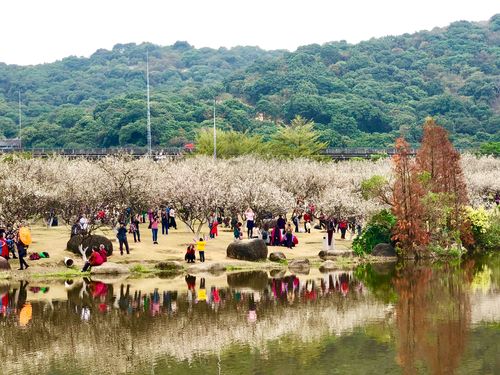 萝岗香雪公园-萝岗香雪公园2023最佳观赏期