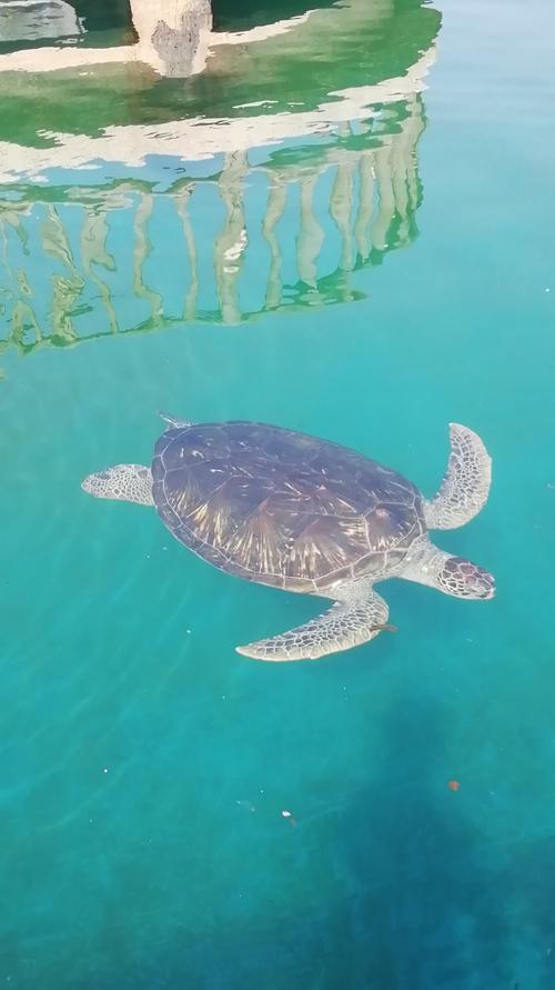 海龟自然保护区-广东惠州海龟自然保护区